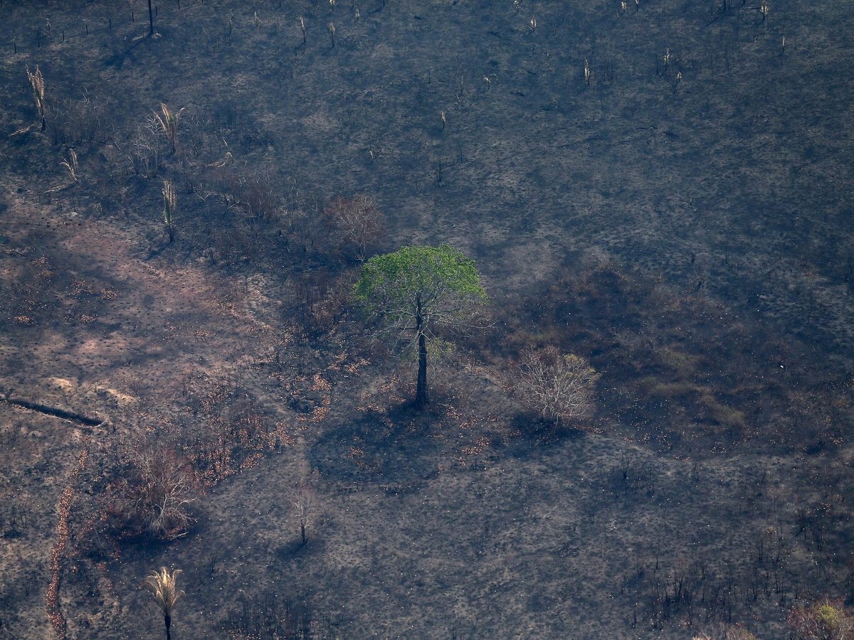 Леса Амазонии губят не только пожары — от людей вреда не меньше, чем от огня