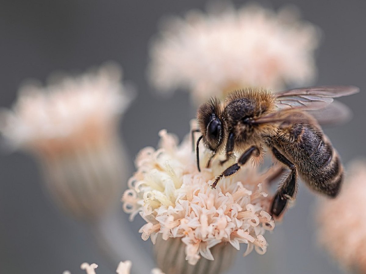 Зоолог стал рокером и спел про пчёл, чтобы спасти их от вымирания (видео)