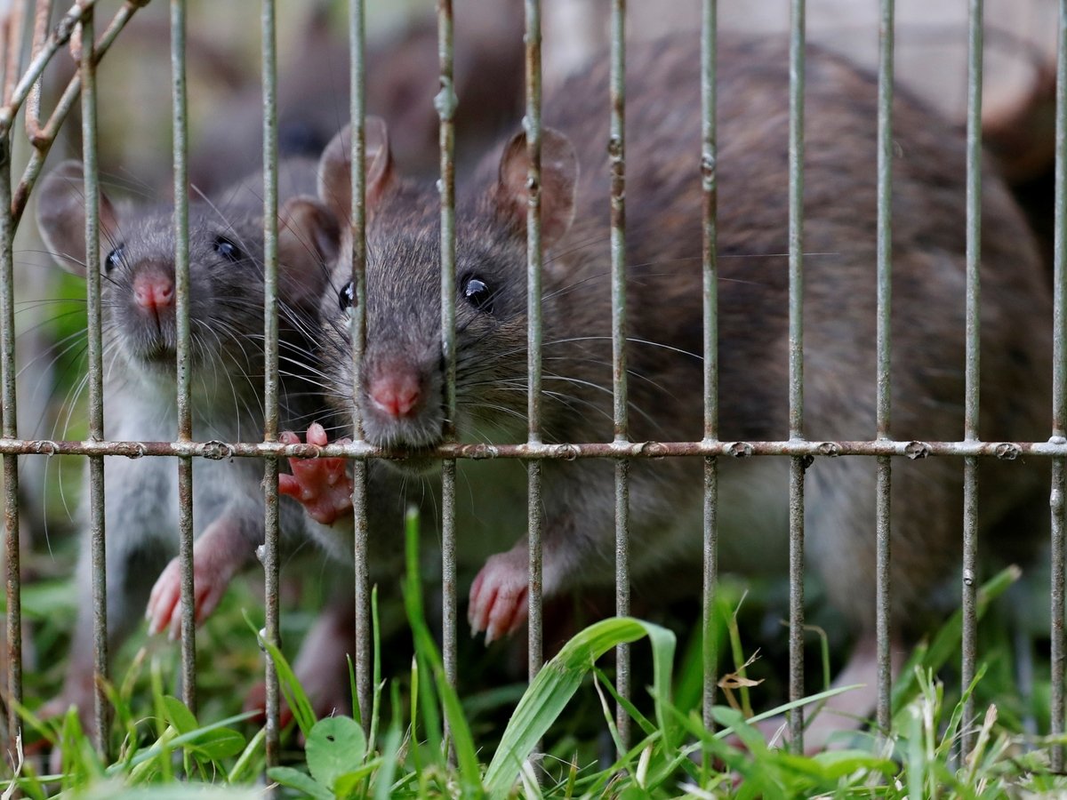 Пьяная смерть: в Нью-Йорке крыс топят в алкоголе
