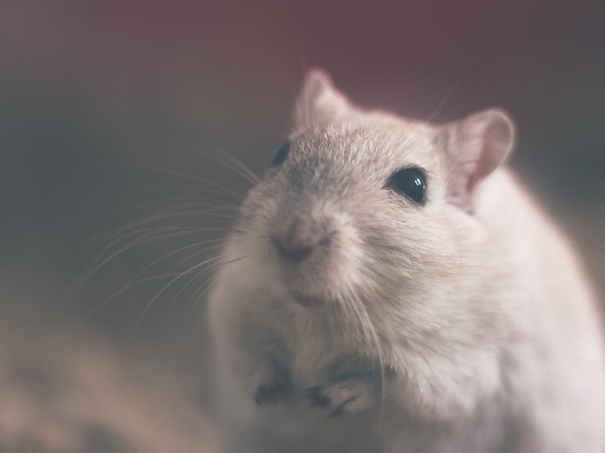 Кто не спрятался, я не виноват: учёные сыграли с крысами в прятки 
