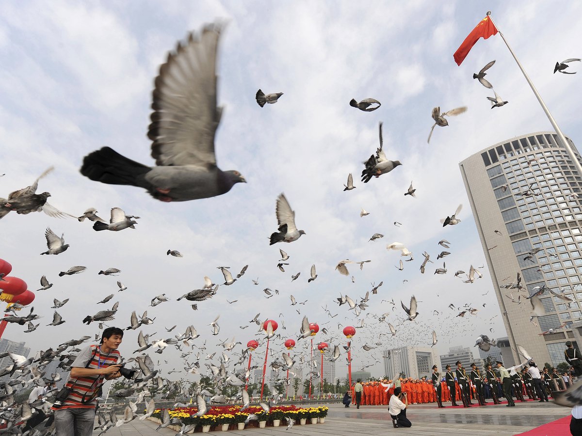 Китай готовится к своему юбилею. Власти запретили летать даже голубям