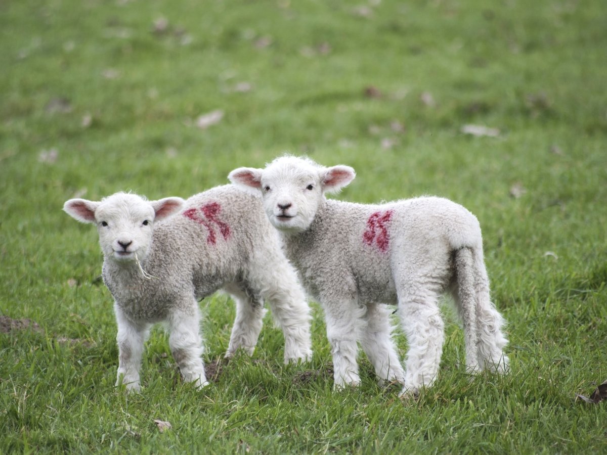 Тепло и очень мило: покупатели "усыновляют" овец, отдавших свою шерсть на свитер