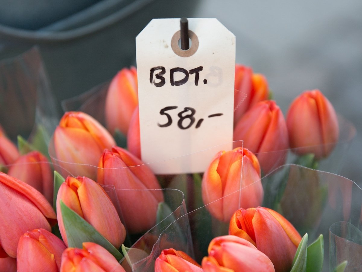 Цветочный скандал в Амстердаме: лишь 1% тюльпановых луковиц настоящий