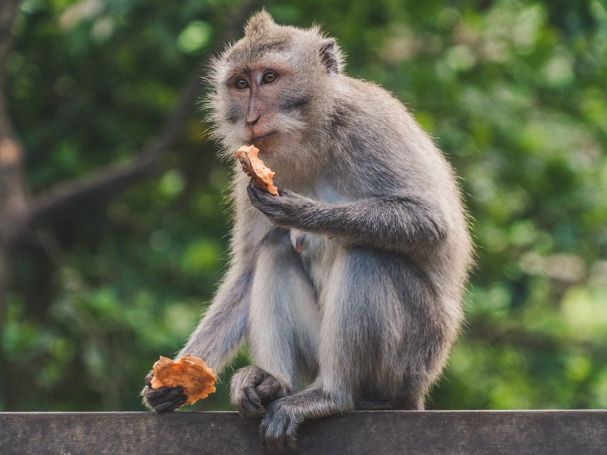 В Малайзии обезьяны превратились в хищников: защищая леса, они пожирают крыс