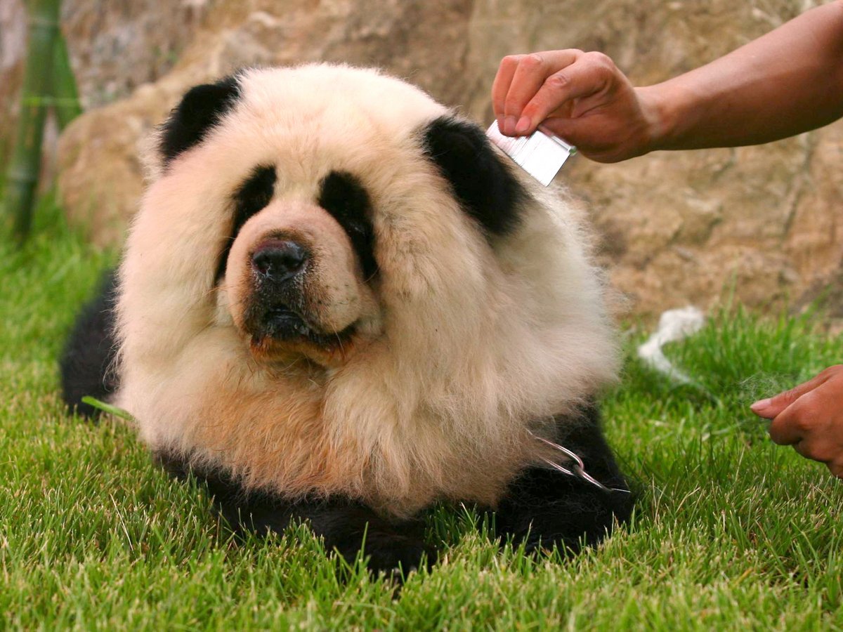 В Китае появилось кафе с пандами. Медведи оказались ненастоящими (фото, видео)