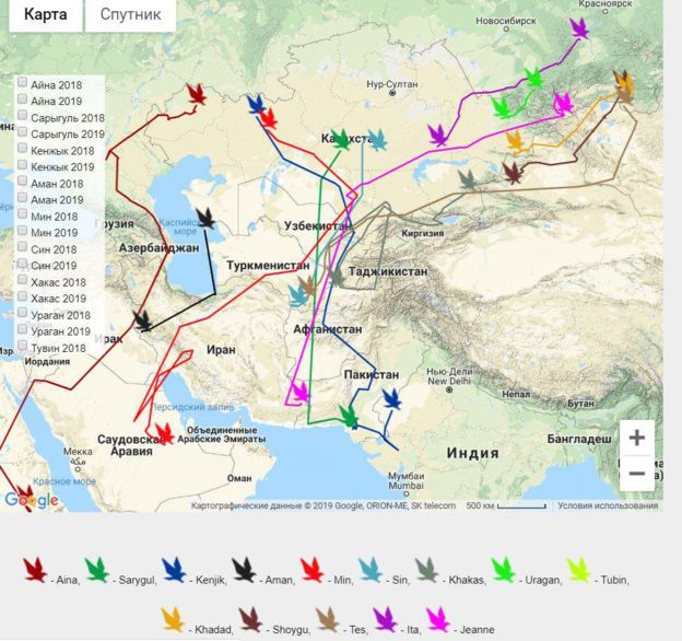 Карта перемещений орлов