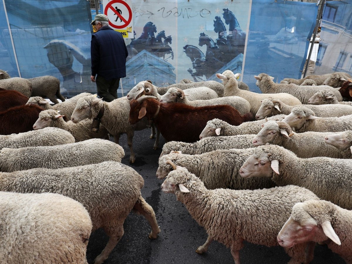 В Чёрном море перевернулся корабль с 14 600 овцами, часть животных спасли