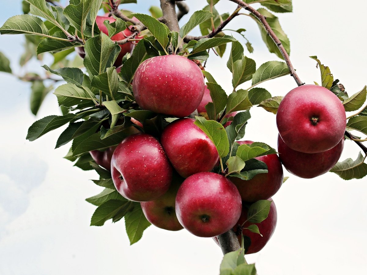 В США вырастили новый сорт яблок. Эти фрукты смогут ждать год, пока их не съедят