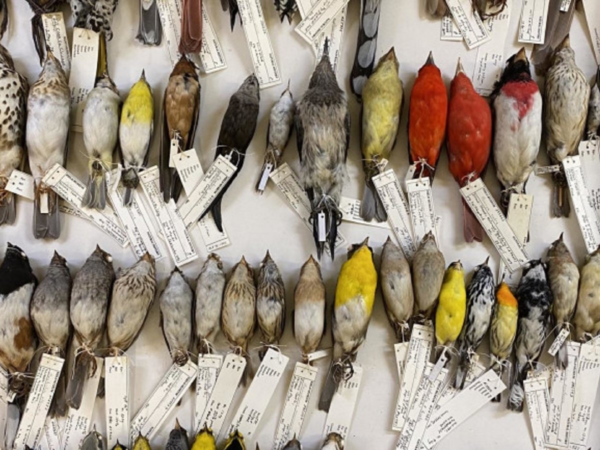 Орнитолог 40 лет собирал трупики птиц. Собрал 70 000 и понял, что птицы мельчают