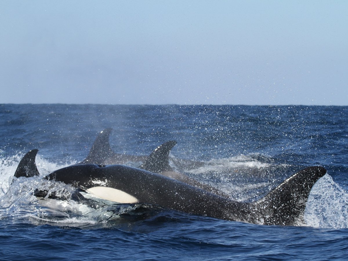 Учёные уверены — из китов-убийц получаются самые заботливые бабушки