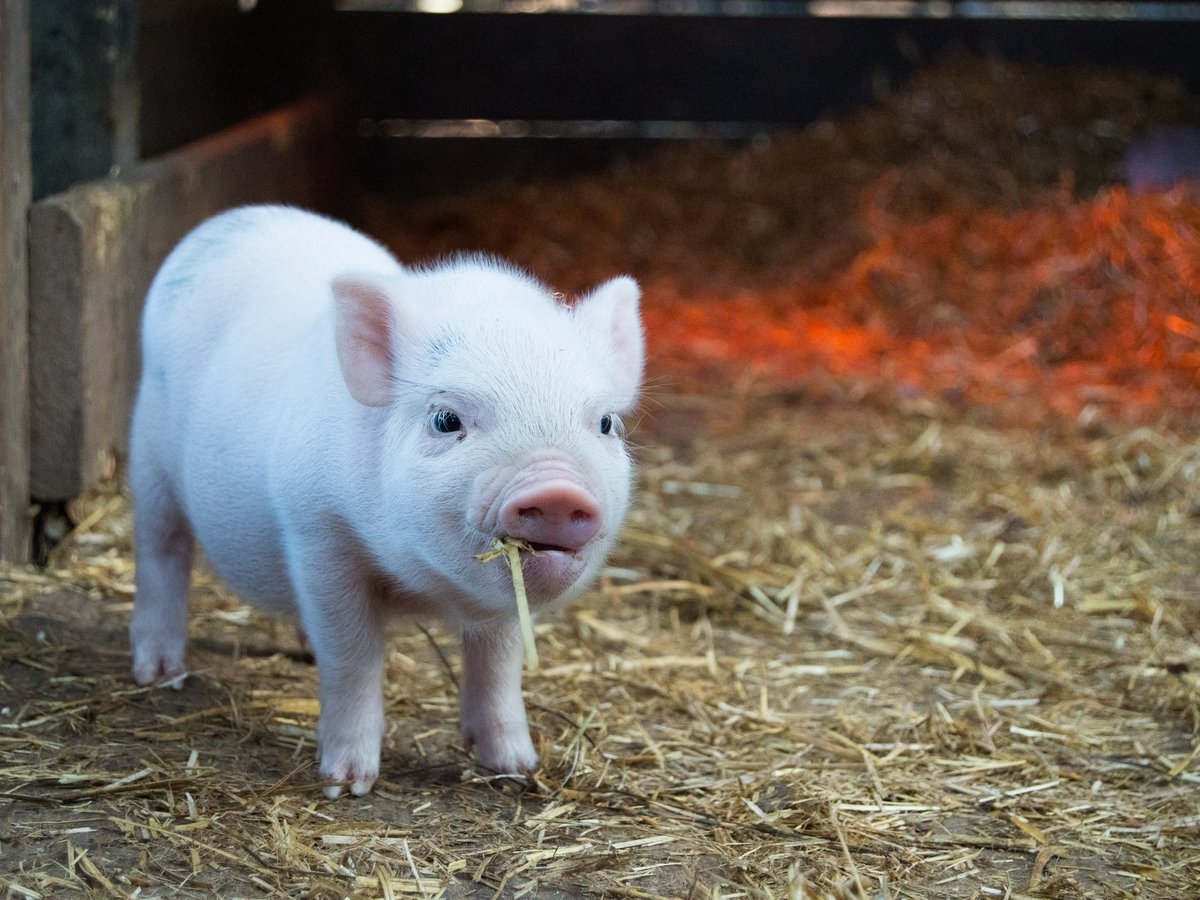 В Германии кастрируют крошек-поросят. Защищать свиное достоинство будут в суде