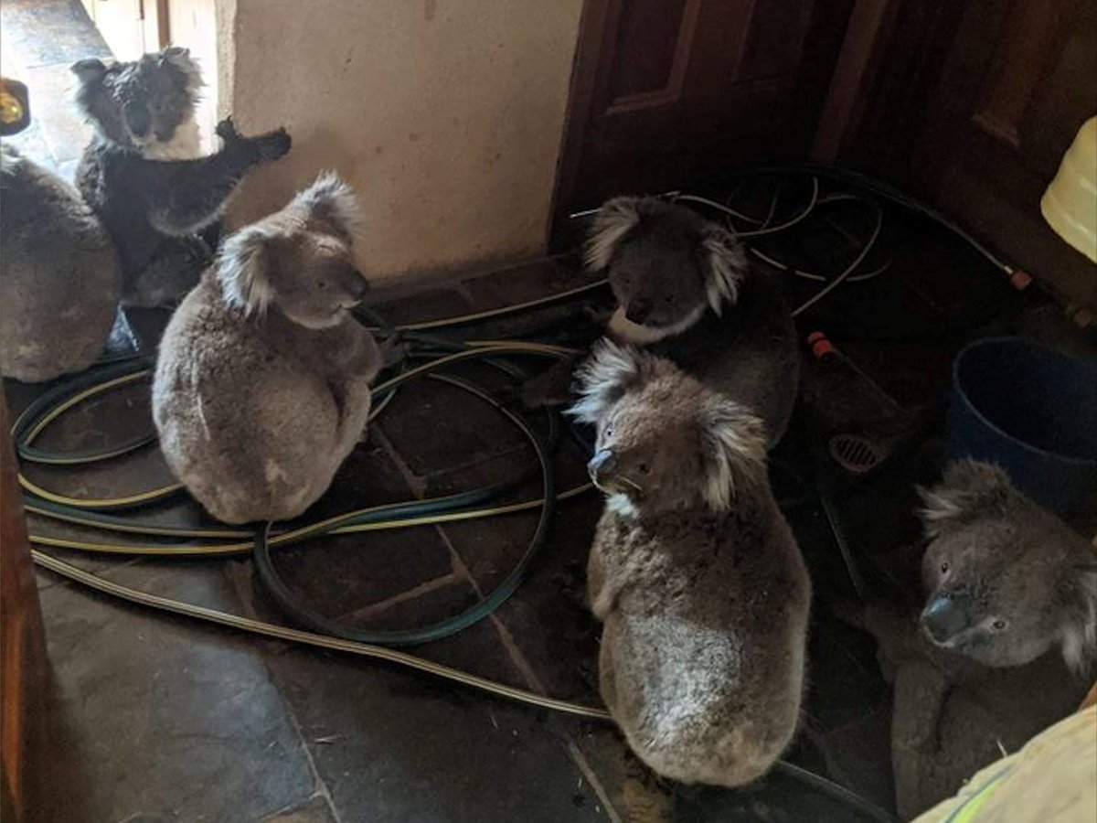 Из-за пожаров в Австралии погибли 30 процентов коал (фото+видео)