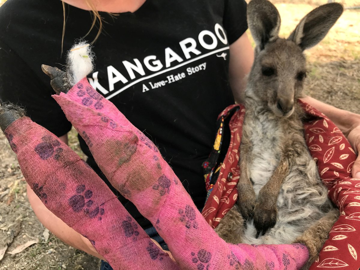 В горящей Австралии спасают животных — им вяжут сумочки, варежки и носочки
