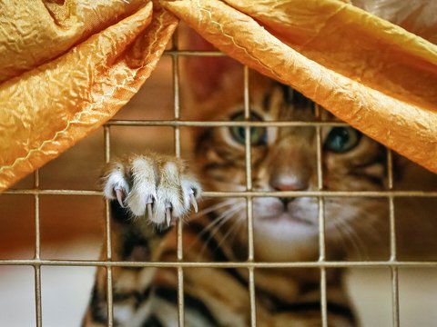 Аэрофлот vs. Котики: погубив 2-х котов, авиакомпания изменит перевозку животных