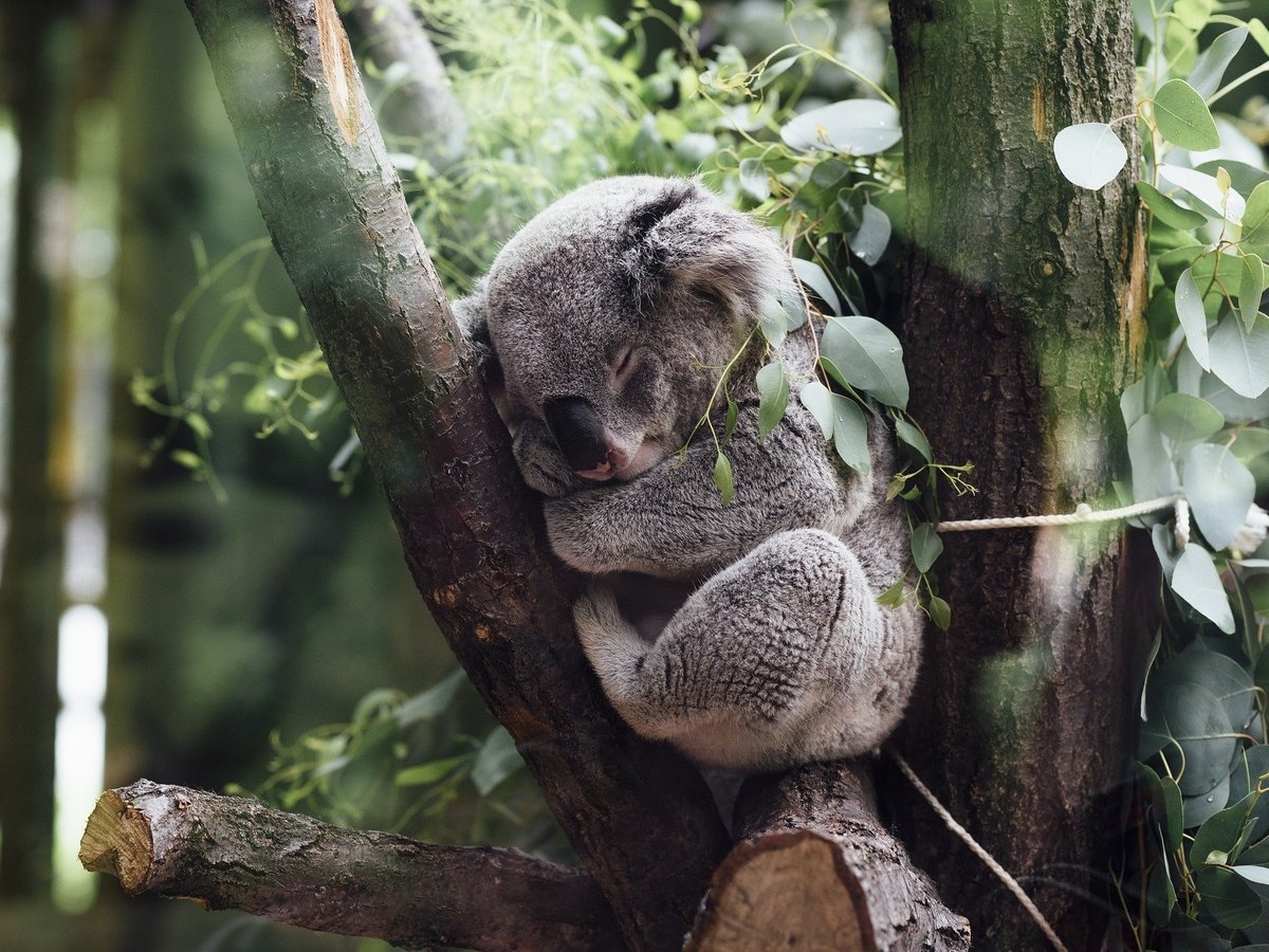 У коал после пожаров налаживается жизнь: их возвращают в леса