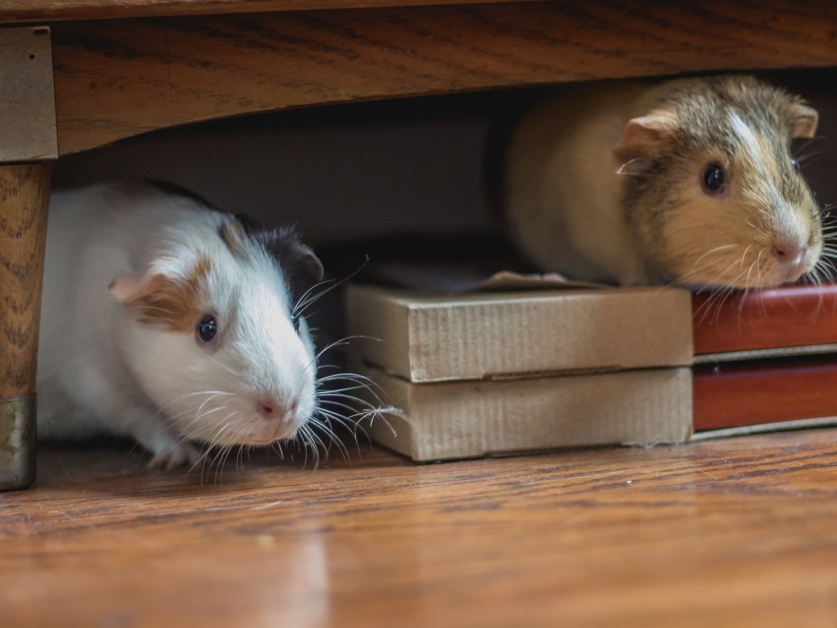 Из-за COVID-19 в США убьют лабораторных мышек — за ними больше некому ухаживать