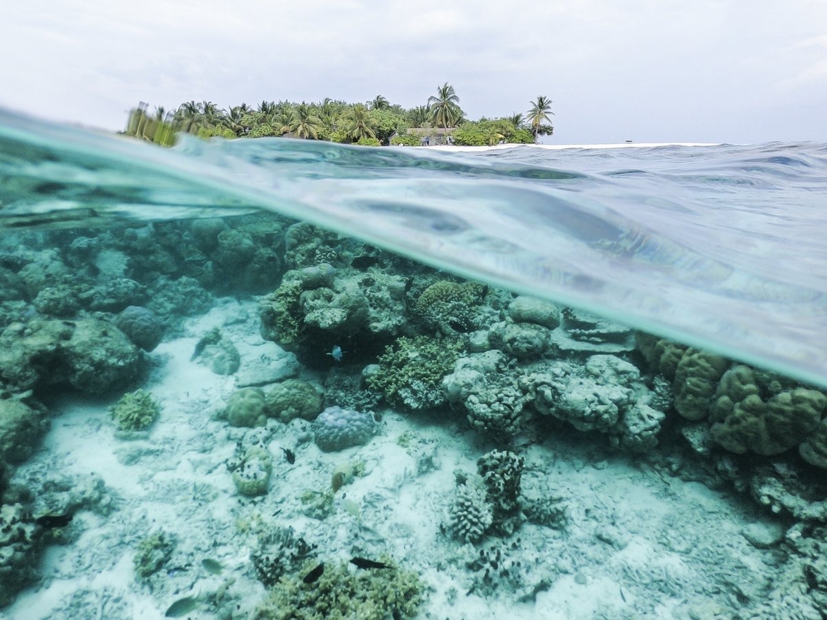 Большой барьерный риф стал ещё бледнее. Он обесцветился в третий раз за 5 лет
