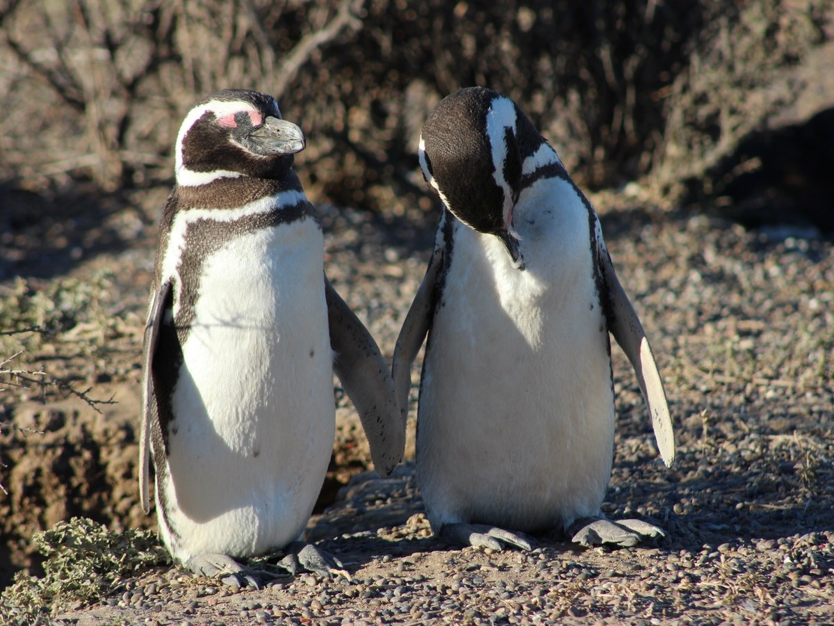 Скучающих на карантине пингвинов вывели в музей. Они оценили (фото, видео)