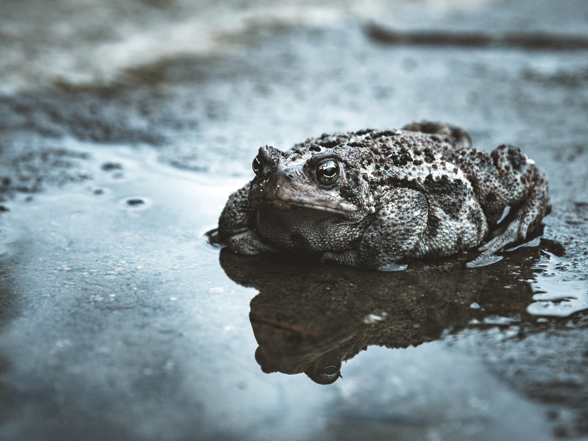 В США новая напасть — гигантские ядовитые жабы. Они опасны для кошек и собак