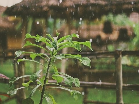 В Индонезии создают искусственный дождь, чтобы бороться с пожарами