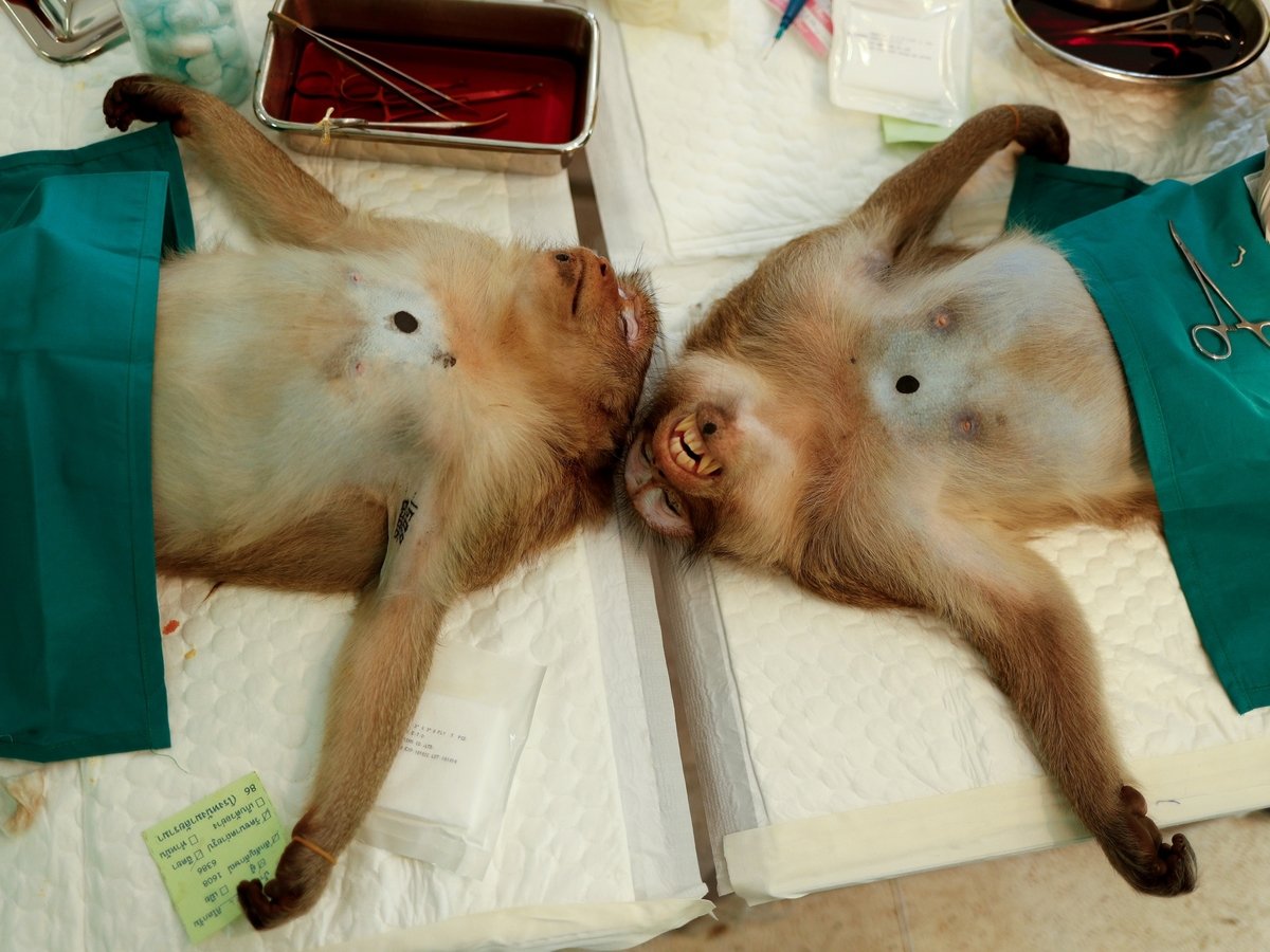 В Таиланде отлавливают голодных обезьян — их отправляют на массовую стерилизацию