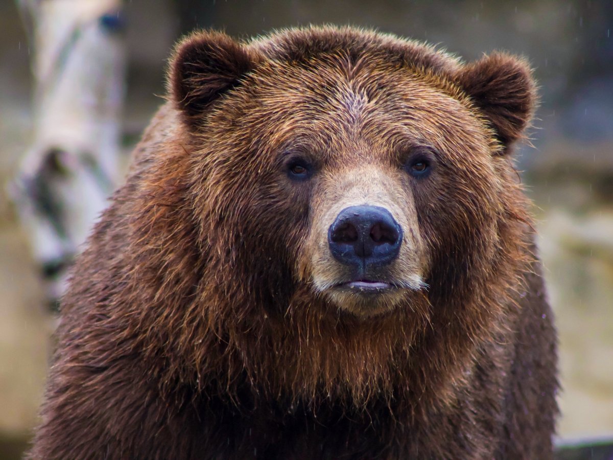 В Италии напавшего на людей медведя ищут по кусочкам меха и ДНК