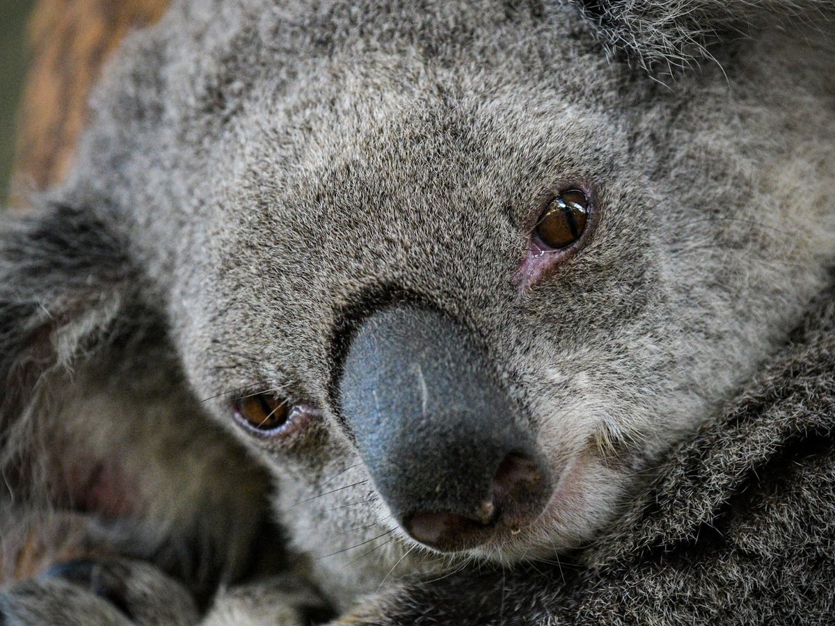 Хотите посмотреть на коал? Тогда поторопитесь — к 2050 люди их уничтожат