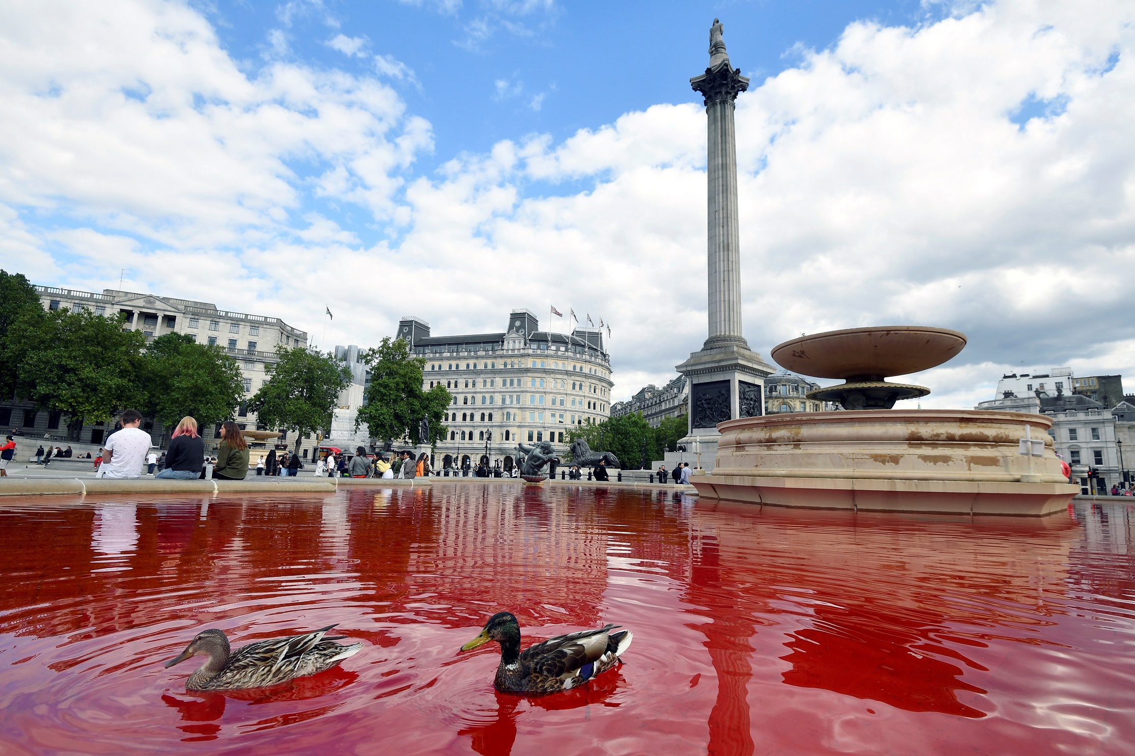 Лондонских уточек красный цвет воды не смутил