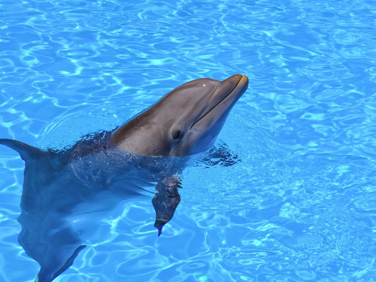 Китай купил робота-дельфина, чтобы не держать животных в неволе (фото, видео)