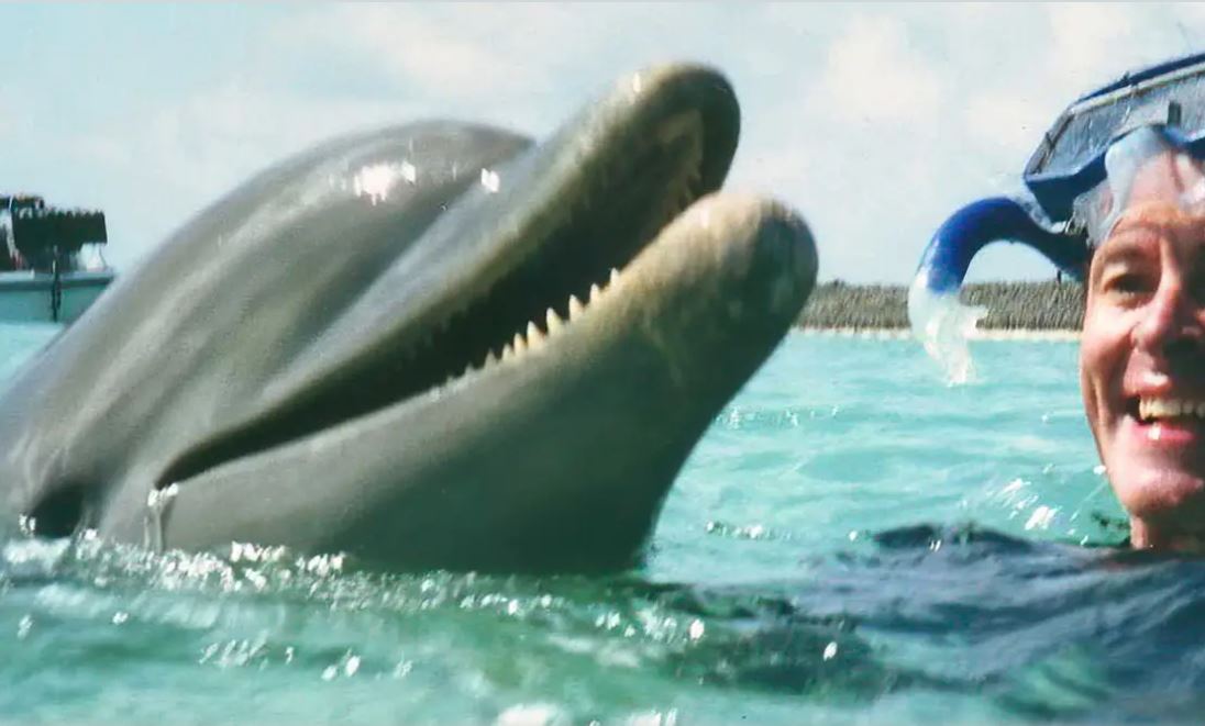 От настоящего дельфина не отличить