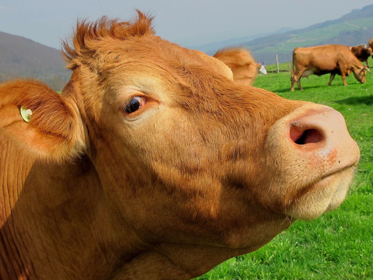 Burger King изменил рацион питания коров, чтобы сократить выбросы метана