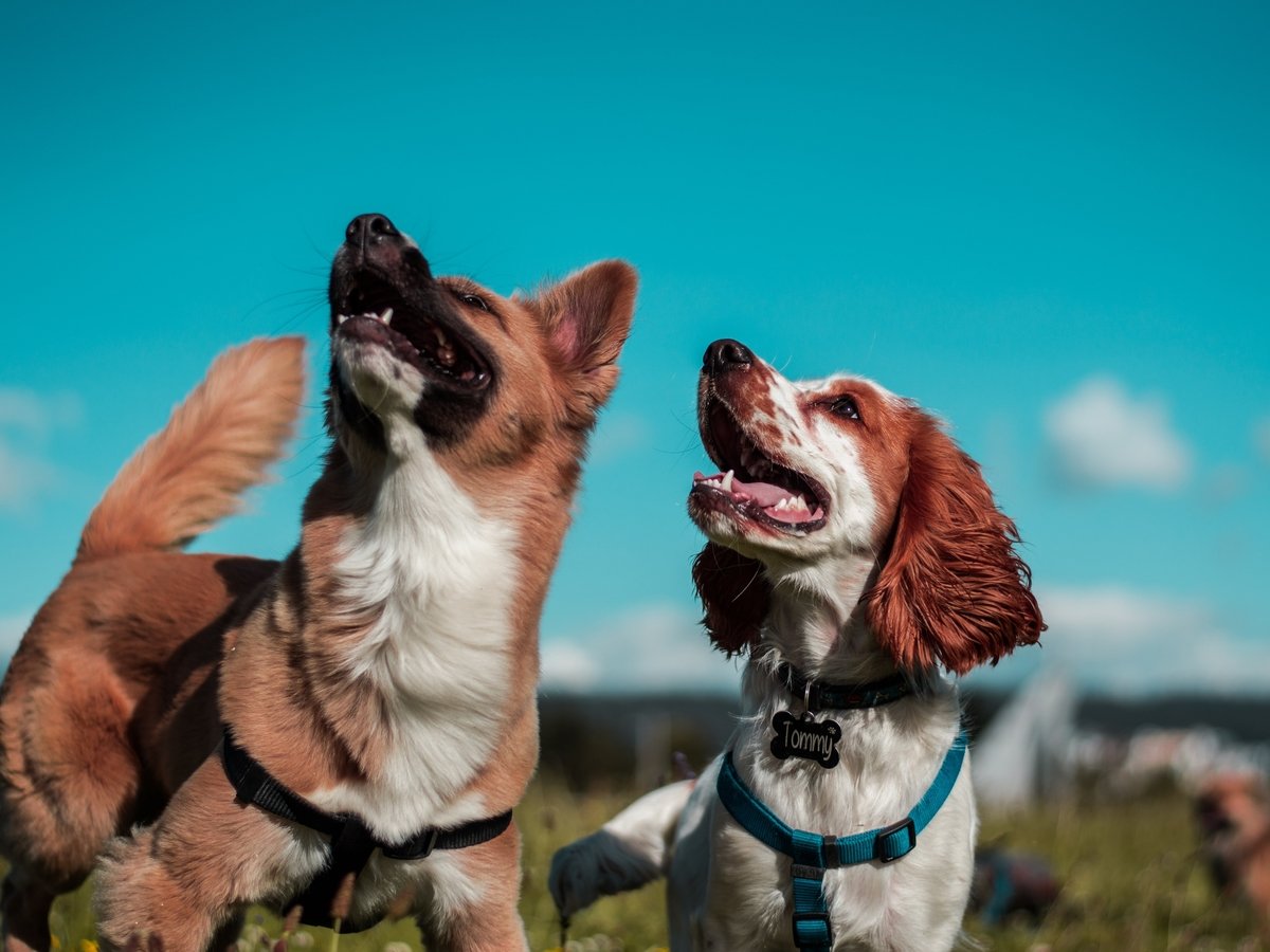 Учёные выяснили, как собаки ориентируются на местности: по магнитному полю Земли