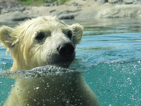 Белые медведи скоро исчезнут как вид: из-за изменения климата им нечего есть