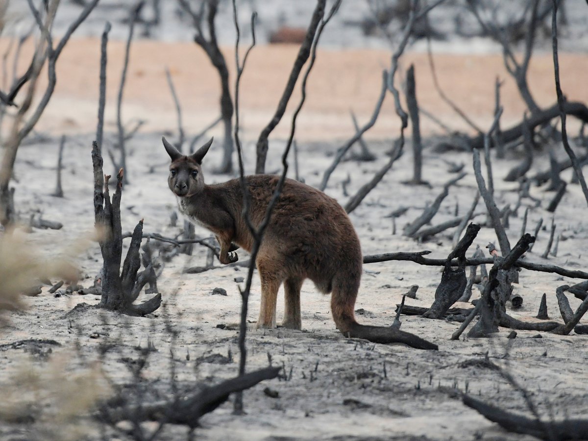 Не только коалы: от лесных пожаров в Австралии пострадало более 3 млрд животных