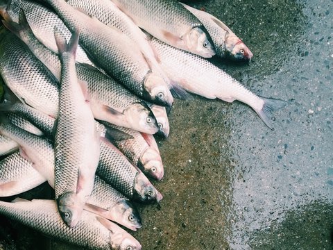 Во Франции в реке нашли тонны мёртвой рыбы. Говорят, виноват завод Nestlé