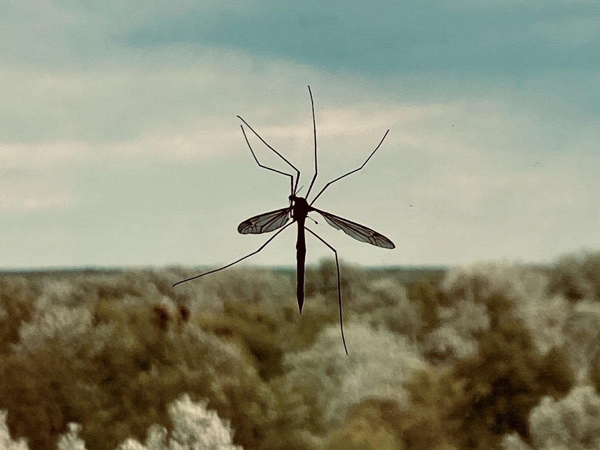 В США создали 750 миллионов генетически модифицированных комаров. Зачем?