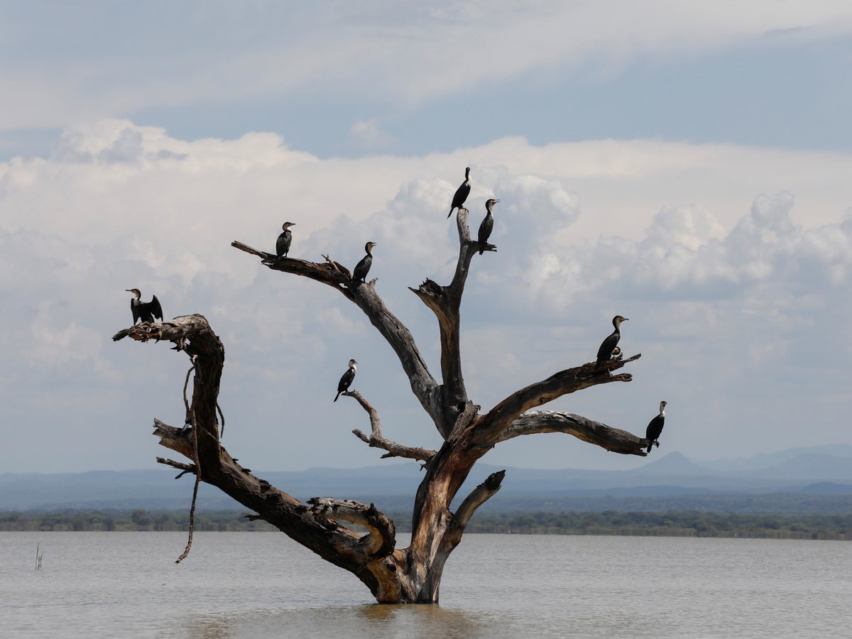 Разлив кенийских озёр может закончиться экологической катастрофой (фото)