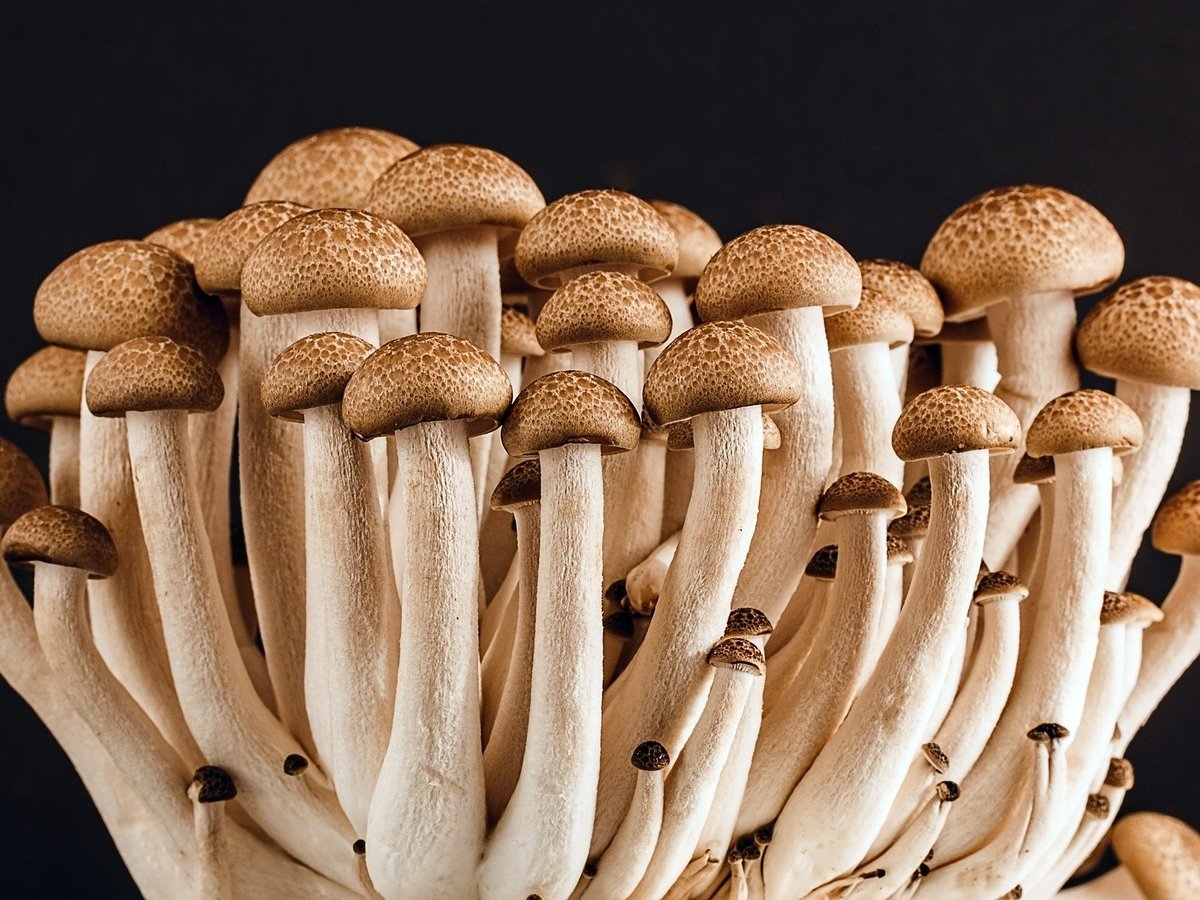 В Нидерландах начали использовать "живые" гробы из грибов