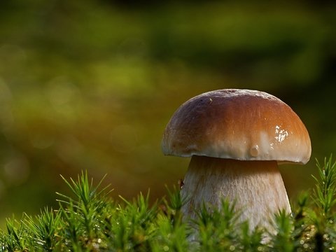 Любимый гриб японцев оказался под угрозой исчезновения