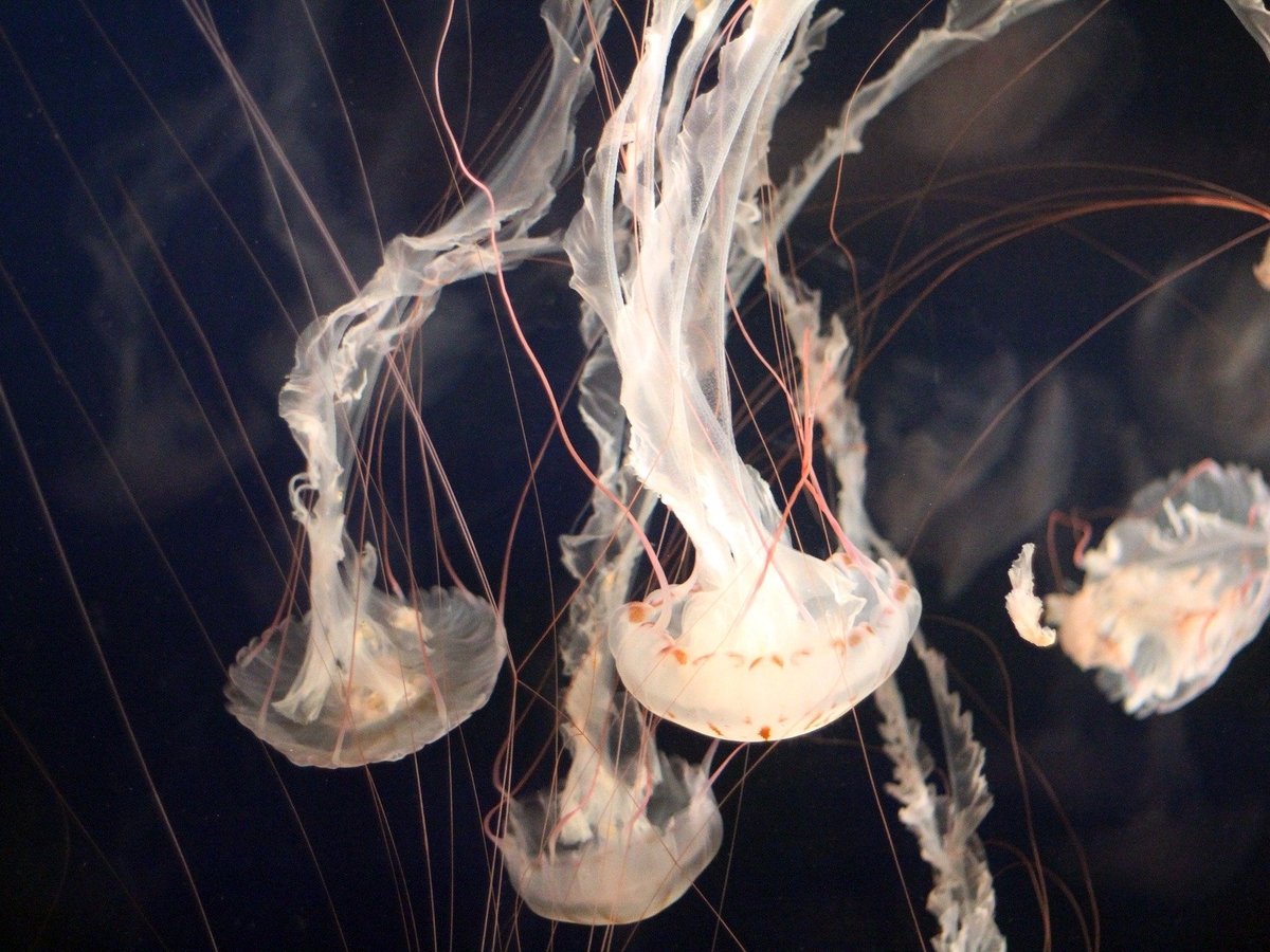 Австралийские ученые хотят изменить законы рыболовства и есть вместо рыб медуз 