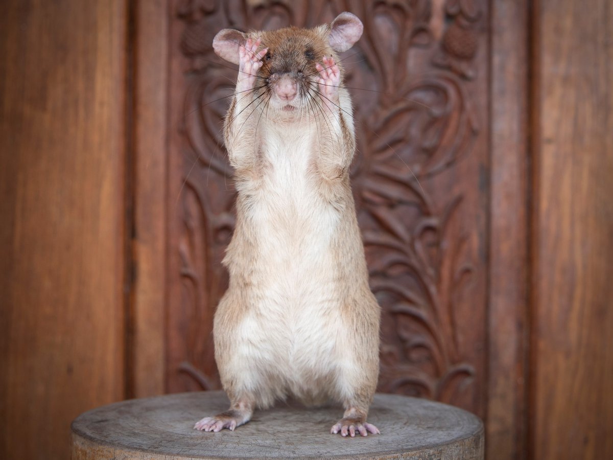 Гигантскую крысу наградили золотой медалью за храбрость в поиске мин (фото)