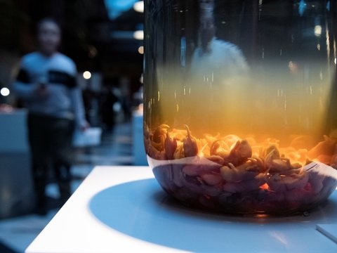 Музей мерзкой еды дополнил экспозицию пивом из китовых яичек и муравьёв (фото)