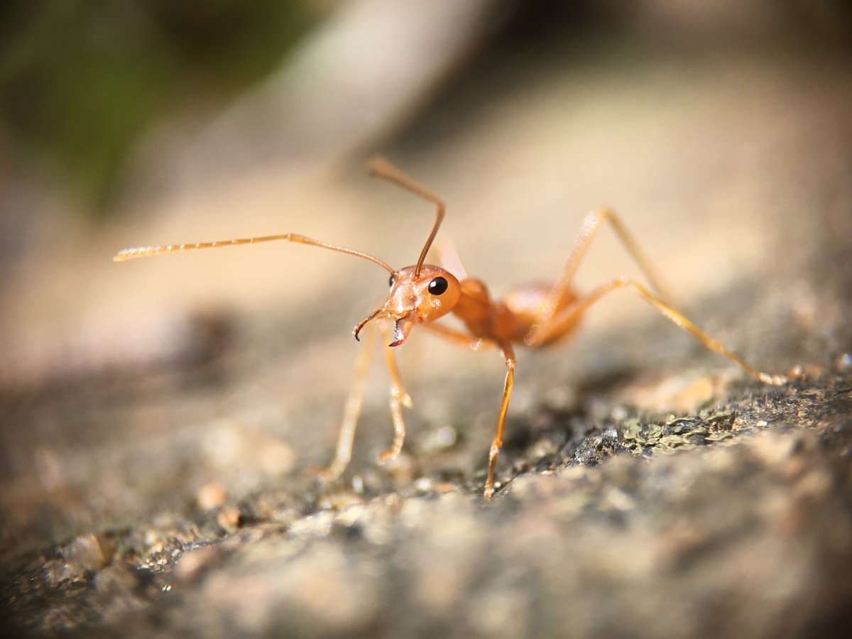 2020 не останавливается: Австралии грозят жёлтые сумасшедшие муравьи