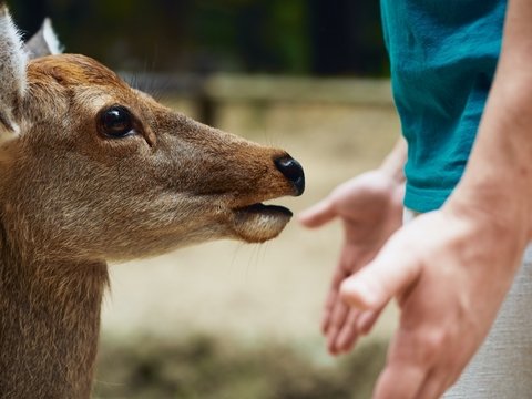 В Японии олени травятся пластиком и умирают. Их спасут съедобными пакетами