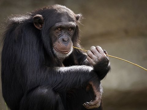 Старые шимпанзе ведут себя как люди: общаются только с верными друзьями