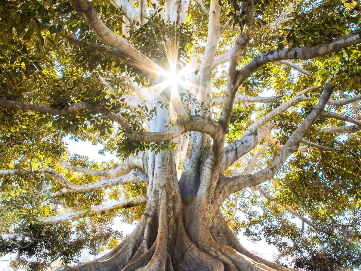 Ничего святого: в Австралии ради шоссе срубили 500-летнее священное дерево 