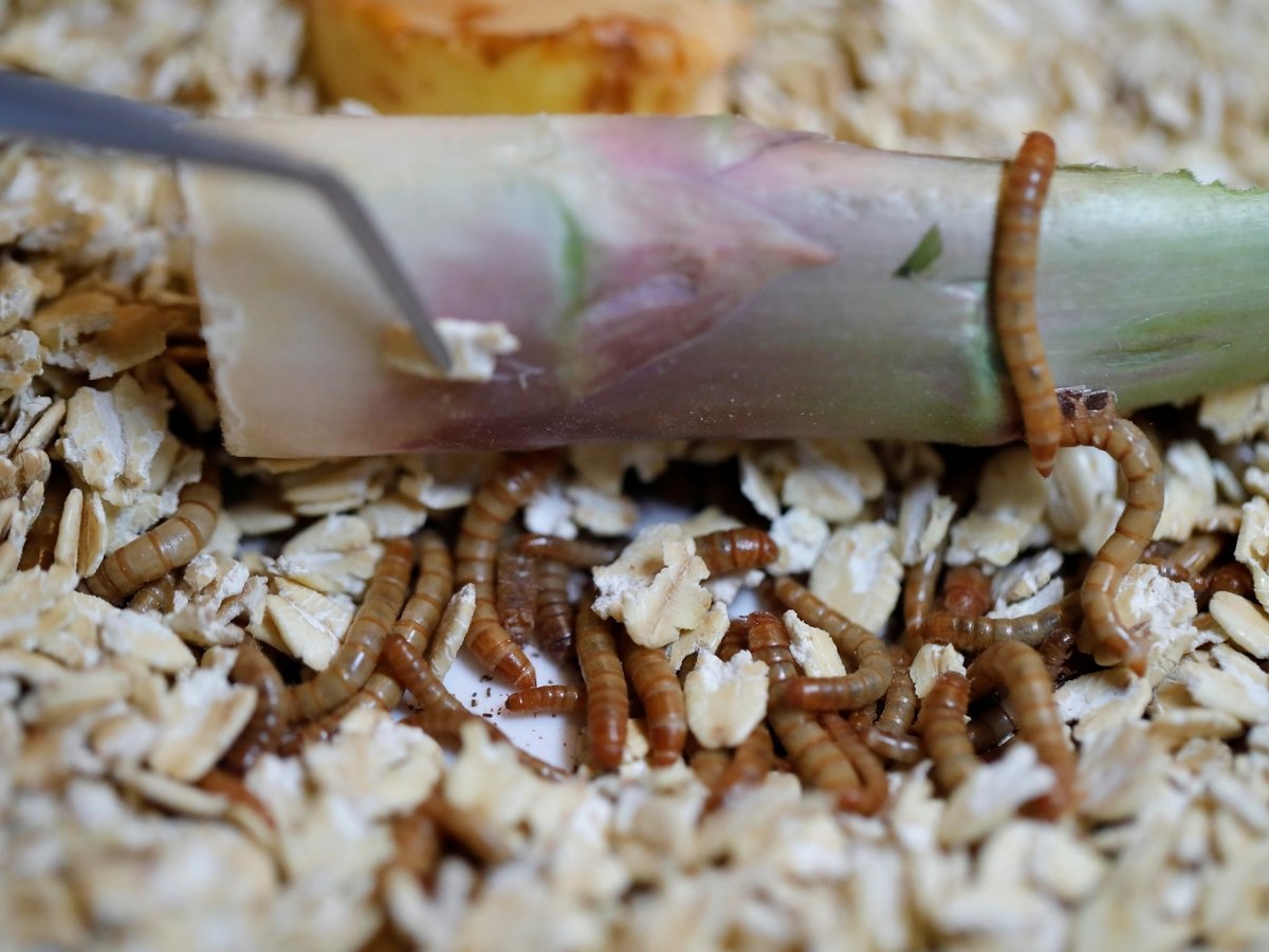 “Новая еда”: мучные черви и мякоть баобаба 