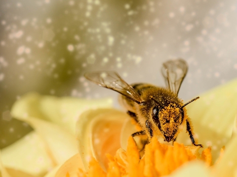 Пчёлы могут исчезнуть в 2035. Что тогда?