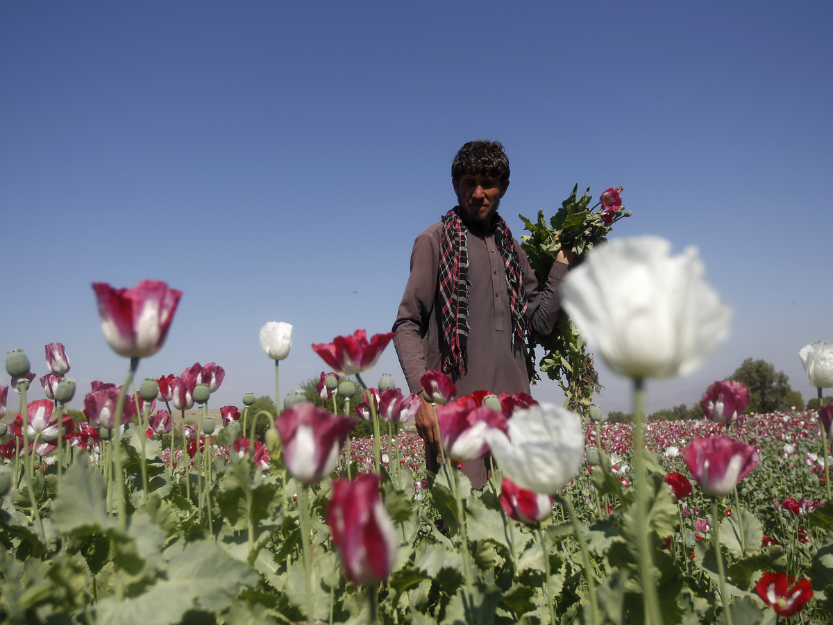 Опиумная война в Афганистане