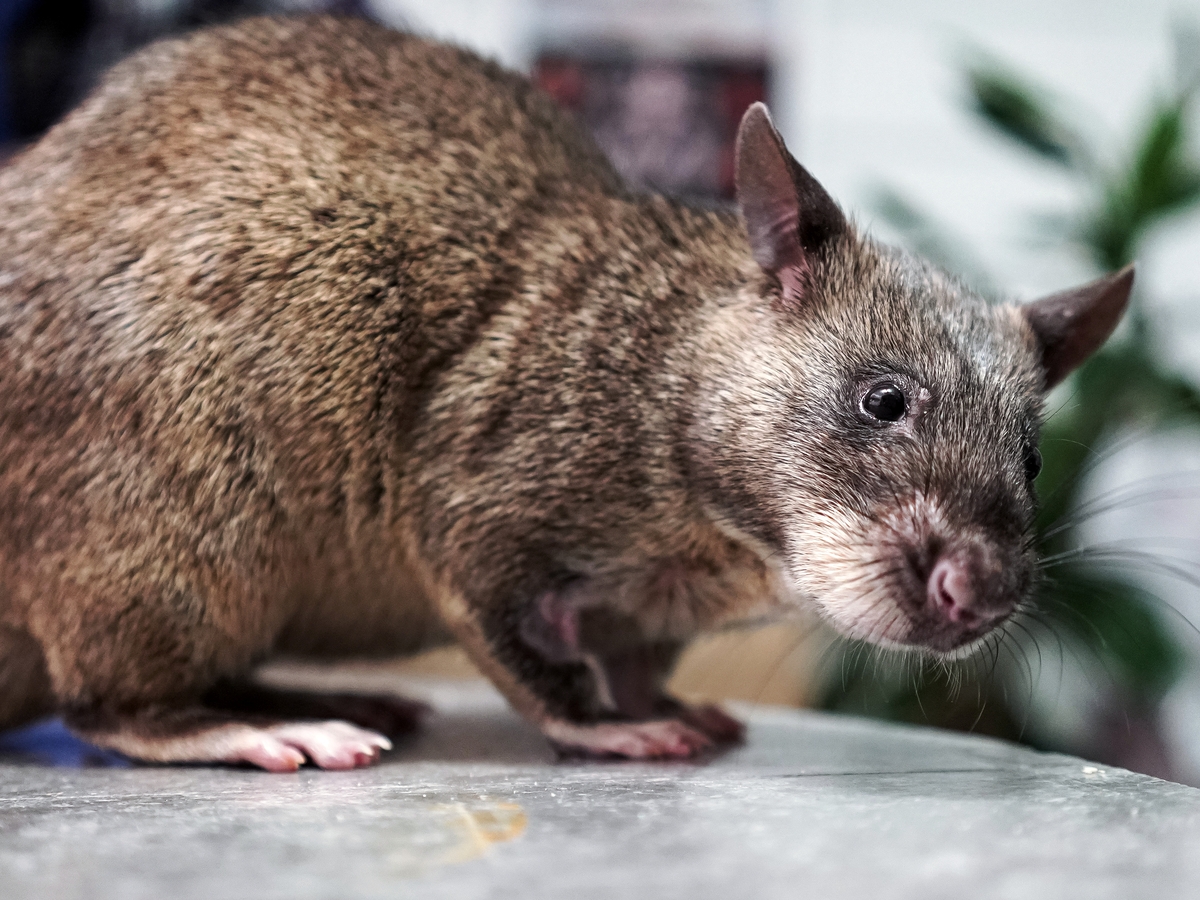 В Нью-Йорке набирают популярность крысиные экскурсии  